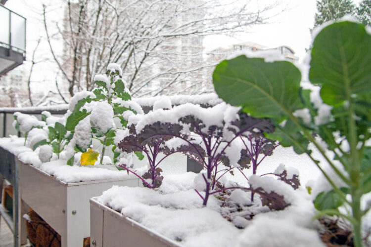 Saving Frost Tolerant Vegetables